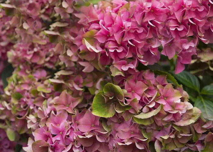 Guest house Gastenkamers Uitgaanslapen Nieuwpoort